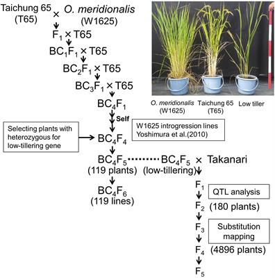 Substitution Mapping of a Locus Responsible for Hybrid Breakdown in Populations Derived From Interspecific Introgression Line